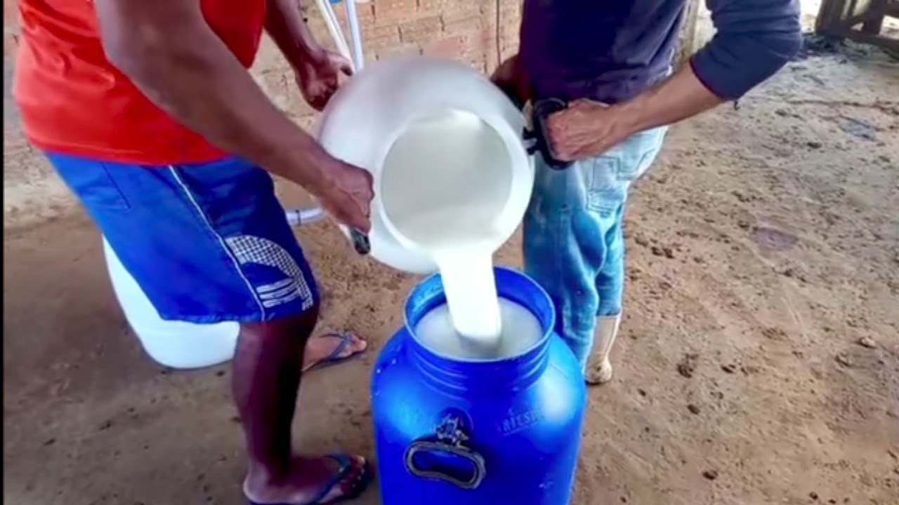 Preço do leite em queda,e a produção continua.🐄