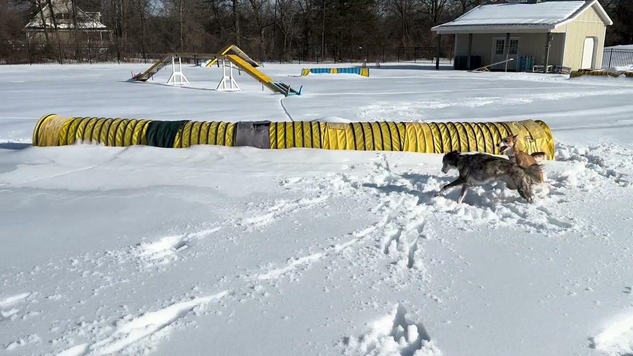 Windsprites playing in the snow
