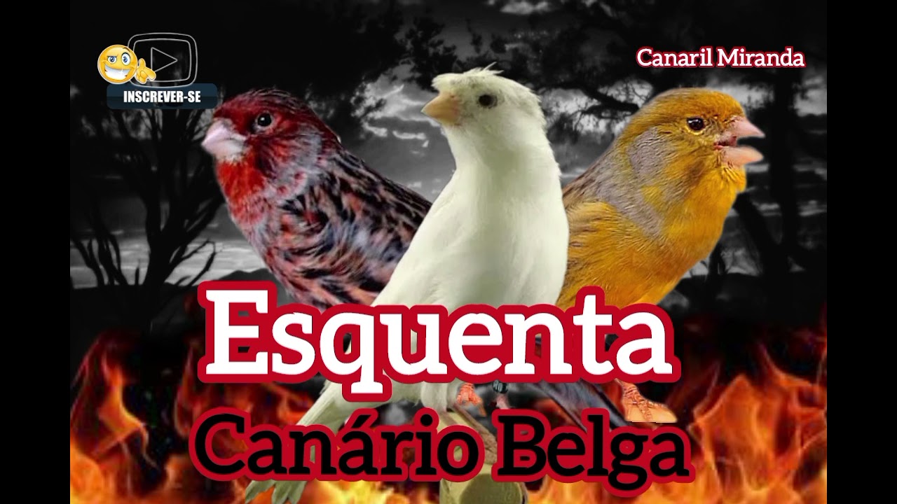 Seu canário belga vai cantar na hora esquenta canário