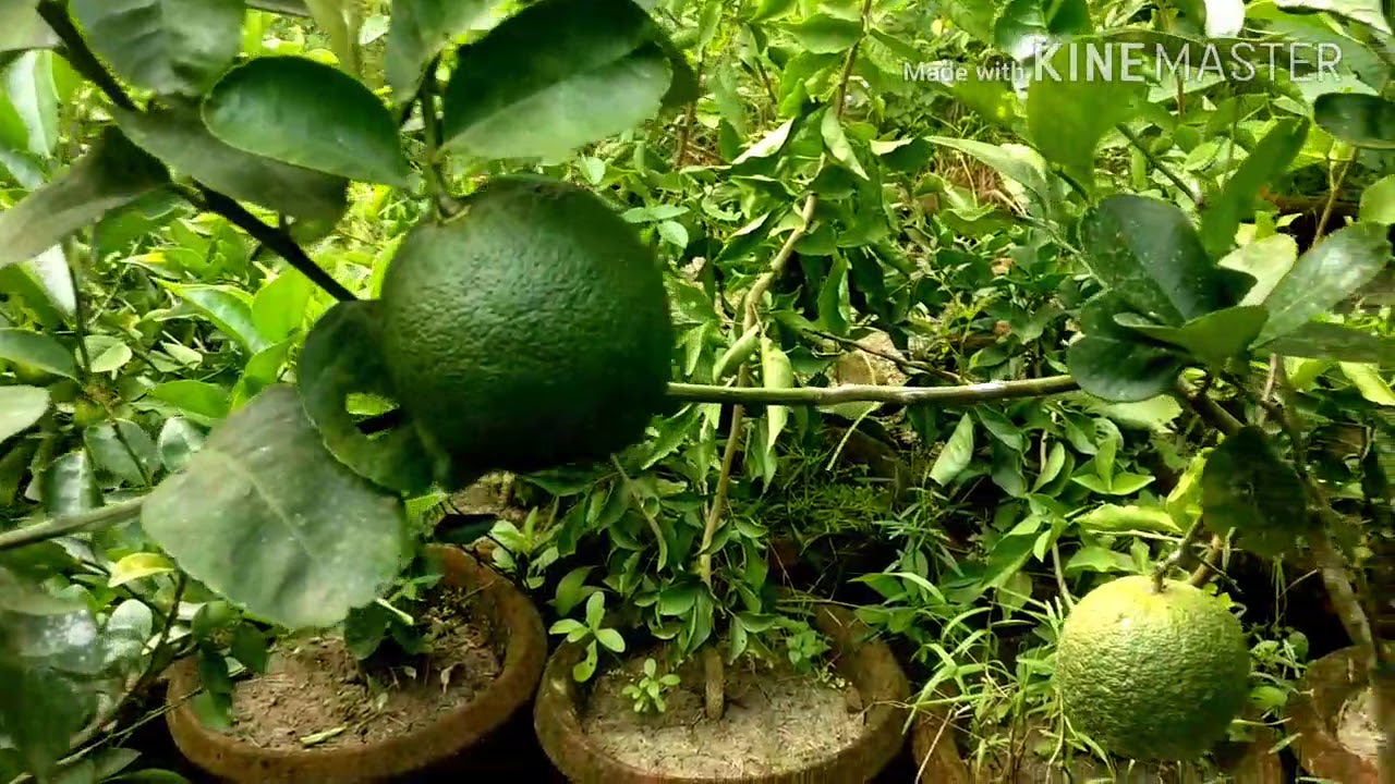 निम्बू की नर्सरी का नज़ारा देखिए Tour to a Citrus Nursery.