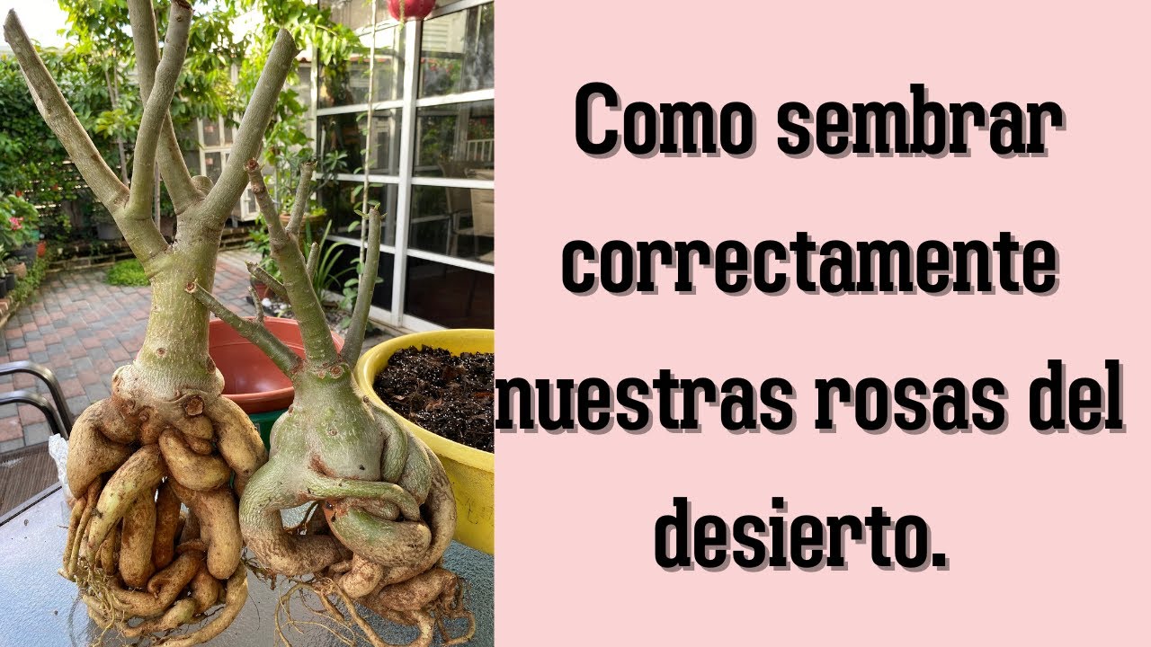 Como sembrar correctamente nuestras rosas del desierto...