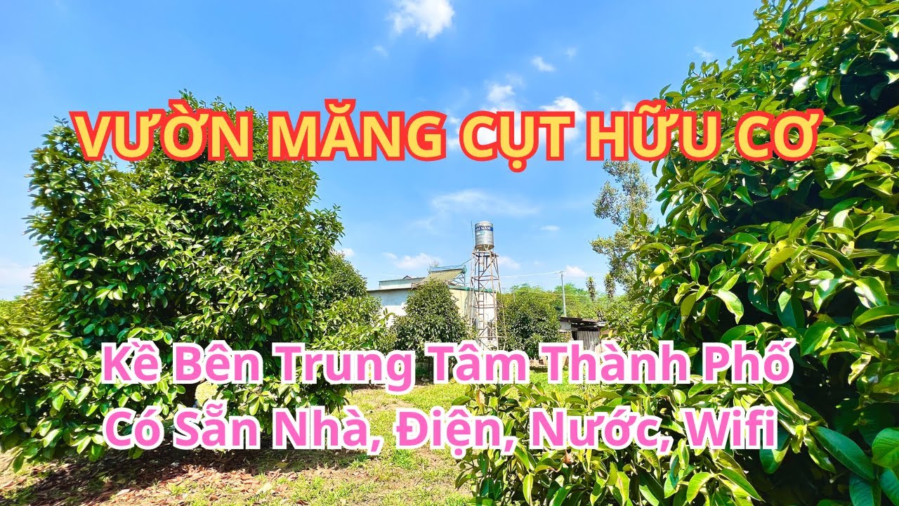 🔴(346) Vườn Măng Cụt Kề Bên Trung Tâm TP, Quy Hoạch Thổ Cư | Bất Động Sản Bảo Lộc