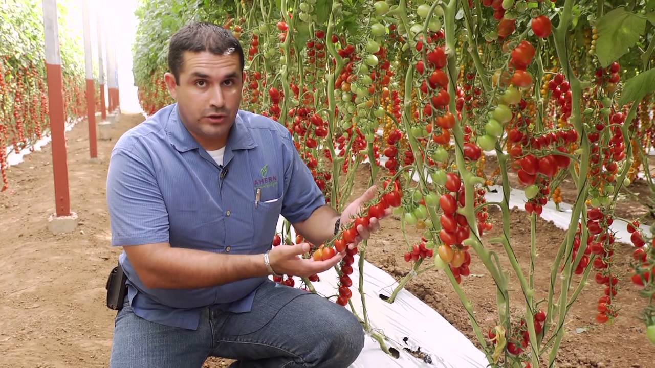 Tomates - Olivia - Hazera