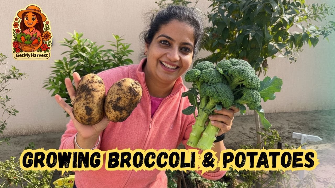 VIDEO DEKHO AUR HELP KARO | Growing Potatoes & Broccoli🥔🥦 | Garden Vlog #naturelovers