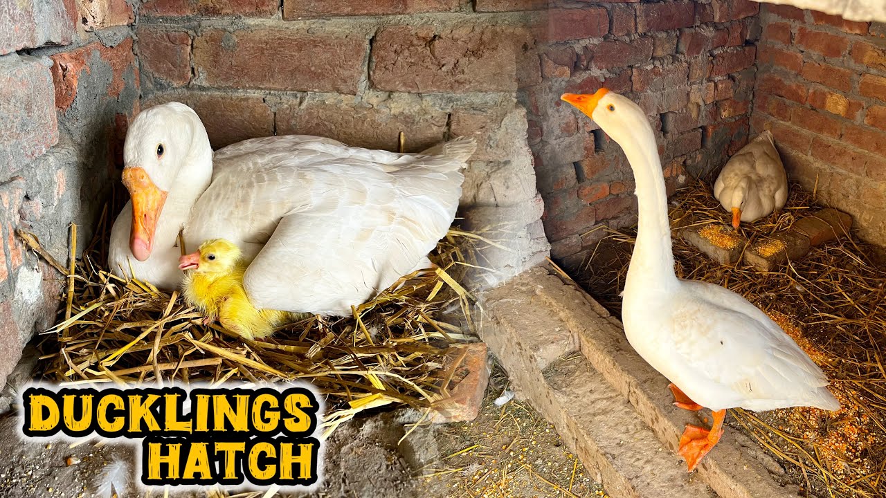 Meri Duck Maa Ban Gayi || Cute Ducklings Hatch 🐣