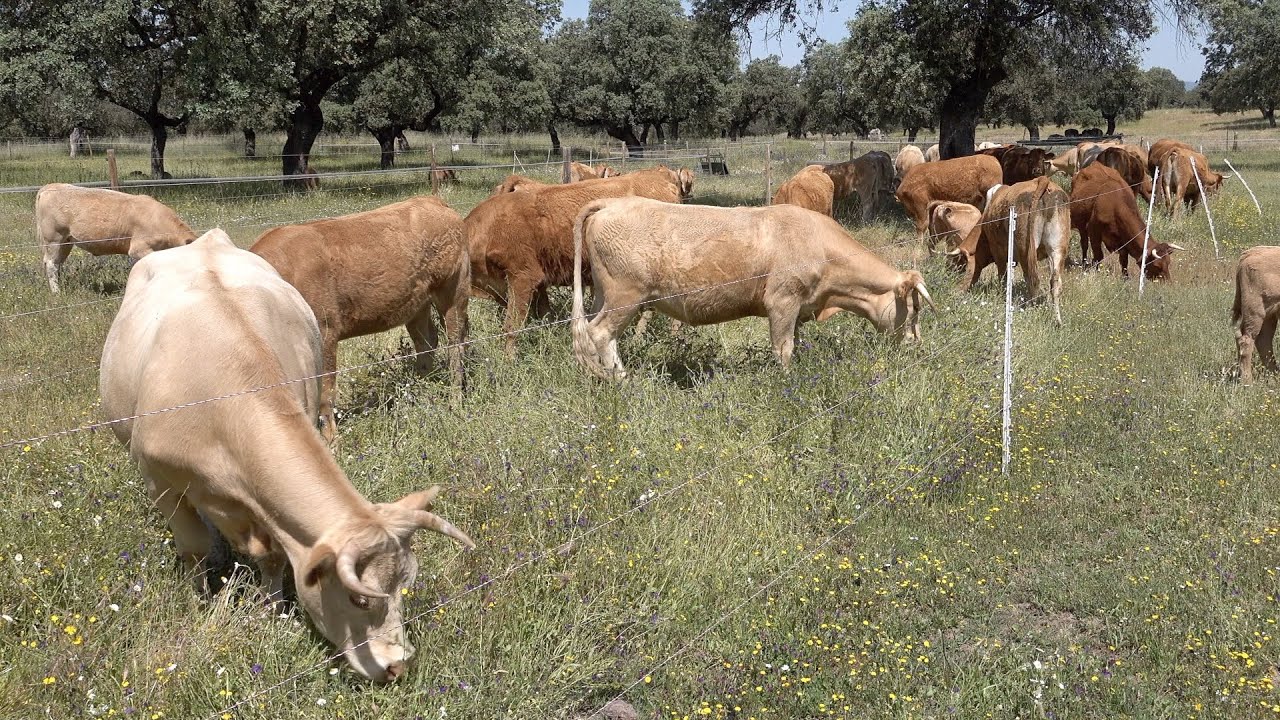 Freeing vetiver grass with a mob
