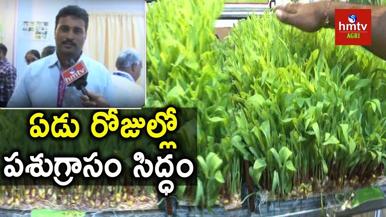 Hydroponic Fodder Technology | Hydroponic Grass | hmtv Agri