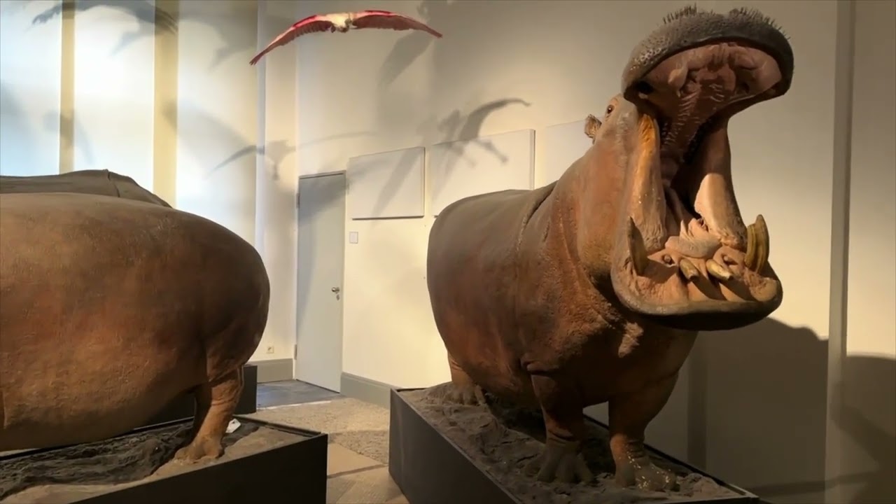 MUSEUM F&Uuml;R NATURKUNDE BERLIN