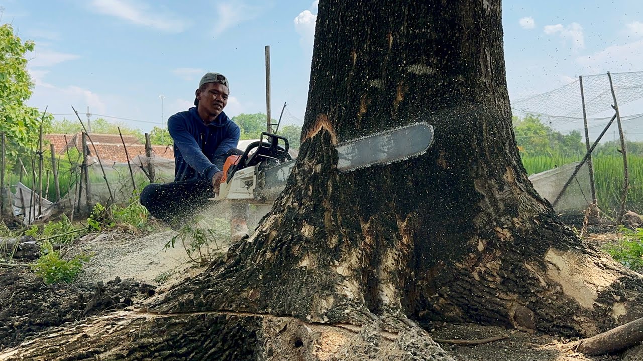 Strongest chainsaw ‼️ Cutting down 3 Huge trees Fast & Easy ‼️