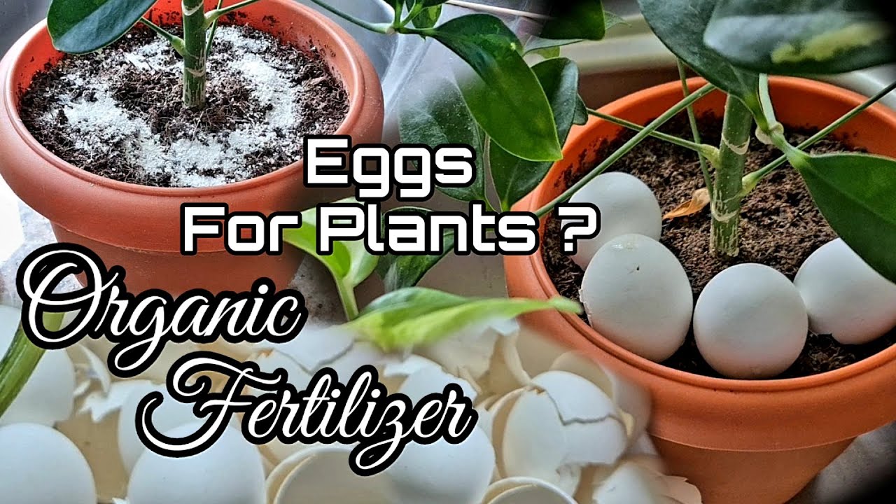 How to Use Egg Shells As Fertilizer For Plants | Organic Fertilizer