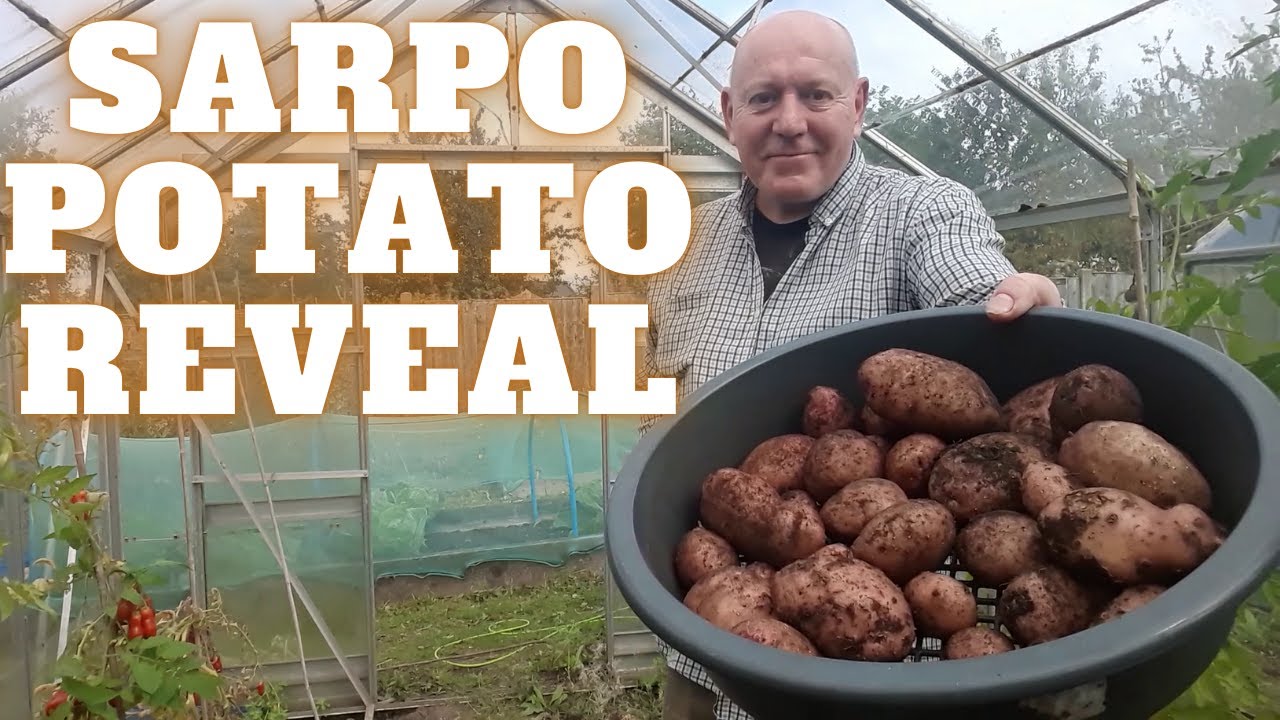 Sarpo Potato Reveal [Gardening Allotment UK] [Grow Vegetables At Home ]