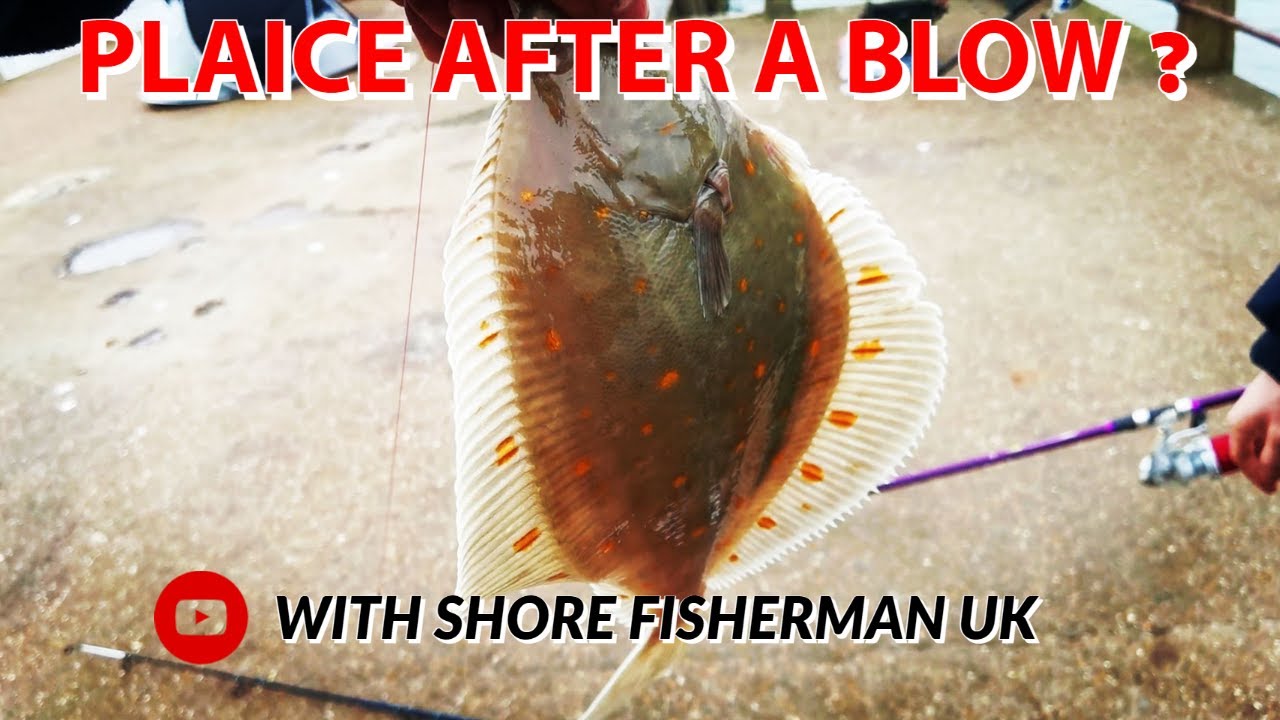 PLAICE AFTER A BLOW ?? ( UK SEA FISHING ) NEWHAVEN EAST ARM