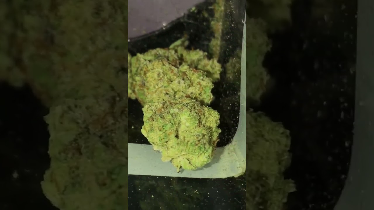Cali Cannabis &ldquo; OZK &ldquo; Close Ups || Medicinal Marijuana #420short #thc #weed #cannabisheals #420 #ozk