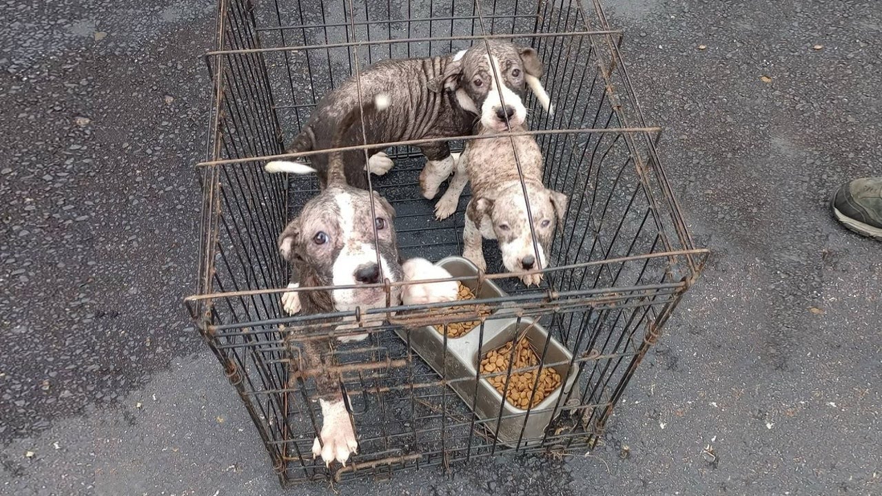 Dumped in the trash, I burst into tears as they looked at me, cold and scared, begging for help