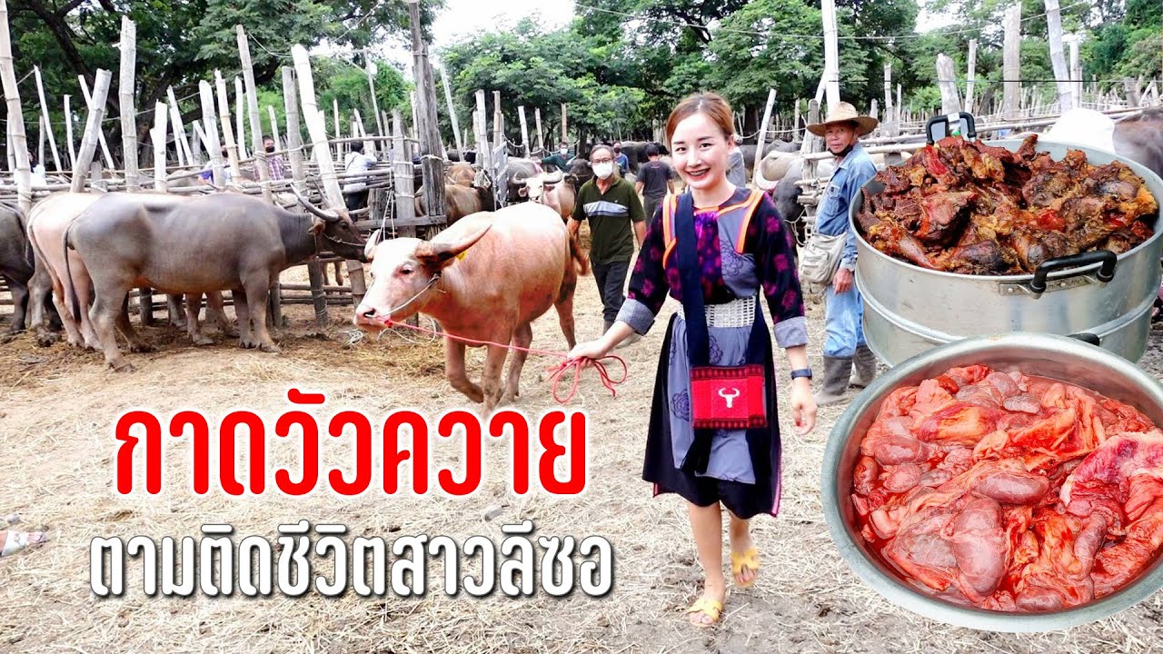ตามติดวิถีชีวิตสาวลีซอหนุ่มอาข่ากาดวัวควายยามเช้าหลังแต่งงานจัดลาบเติมพลัง #เดินทางตามลมสายฝน50