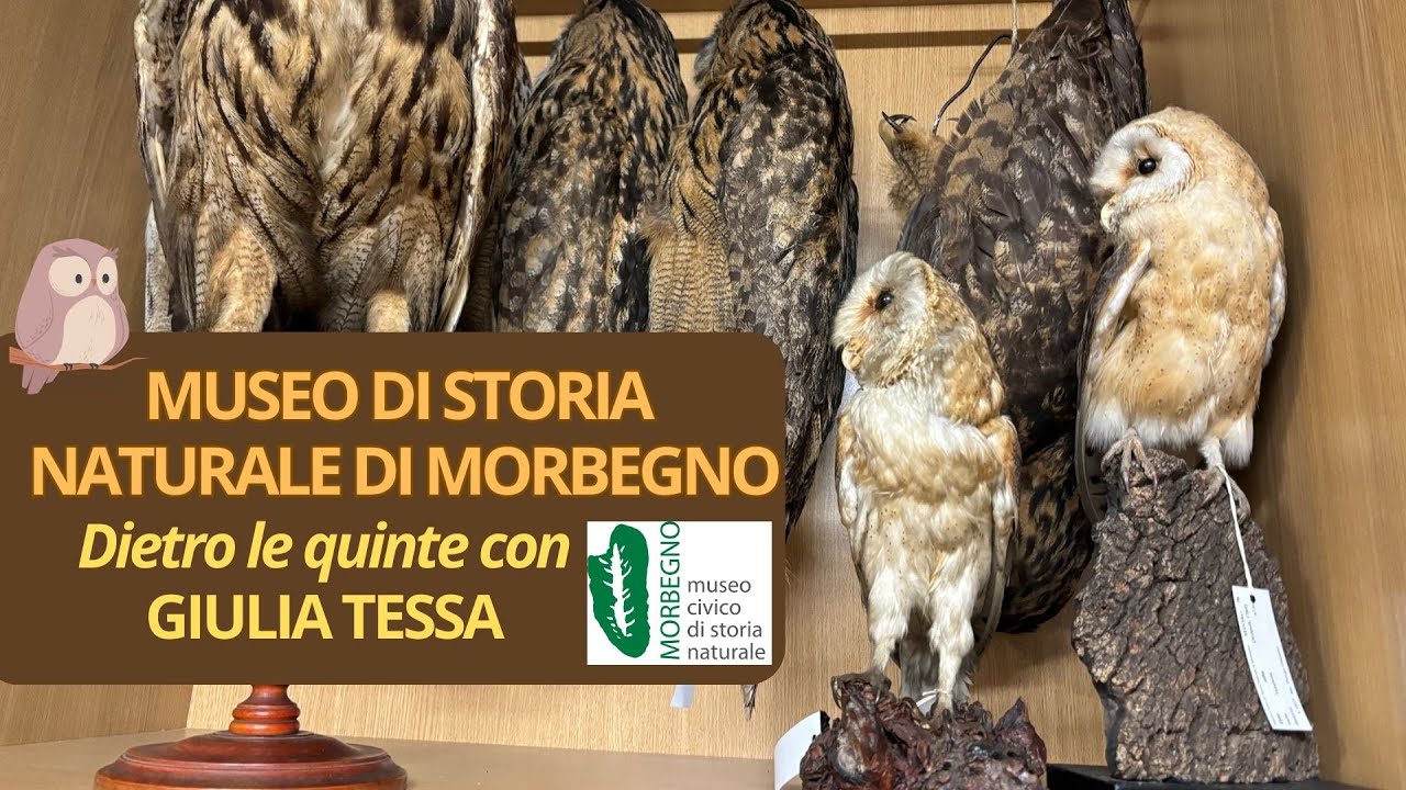 MUSEO DI STORIA NATURALE DI MORBEGNO Dietro le quinte con Giulia Tessa