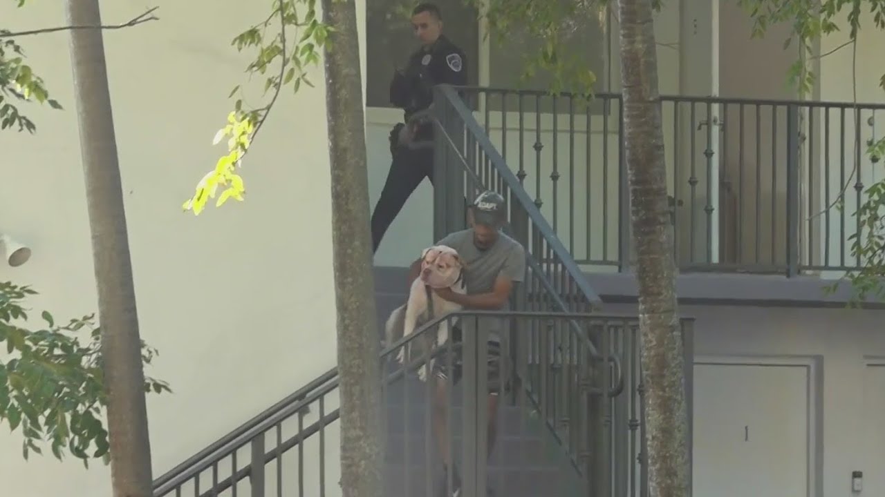 14-month-old boy hospitalized after being attacked by family dog in Hallandale Beach