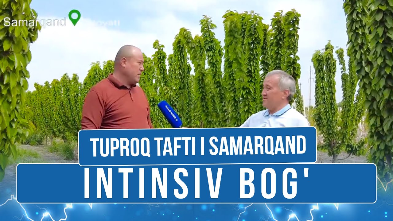 Intinsiv bog' I Tuproq tafti I Samarqand (15.05.2025)