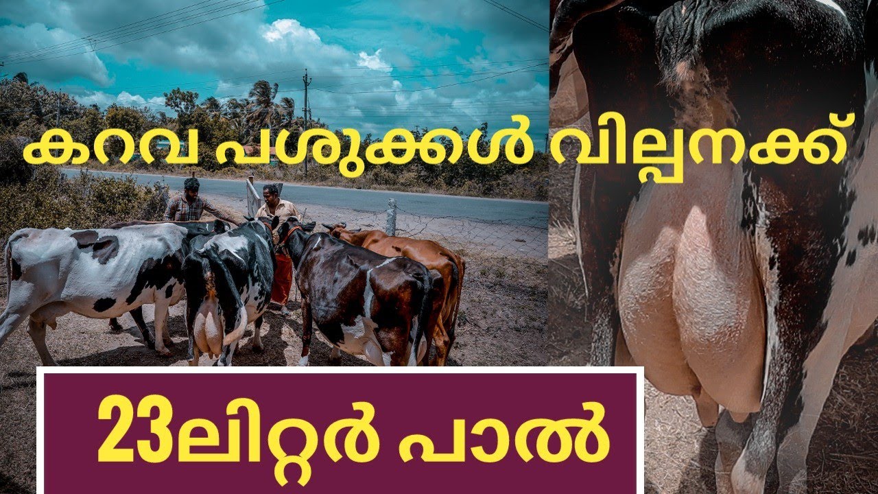 കറവ പശുക്കളെ കറന്നു നോക്കി വാങ്ങാം #dairyfarming #farmhouse