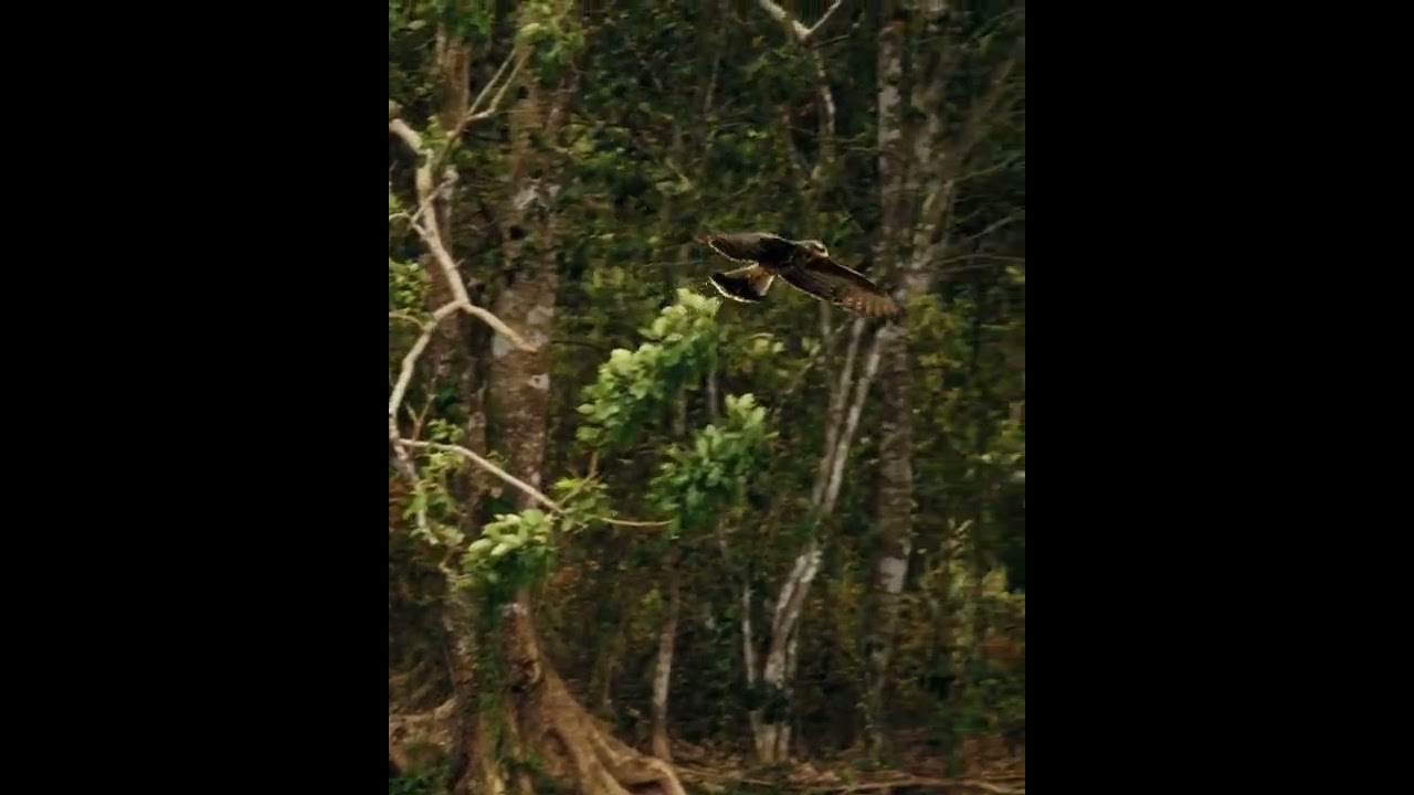 Mighty Hawk - soaring through the sky #shorts #hawk