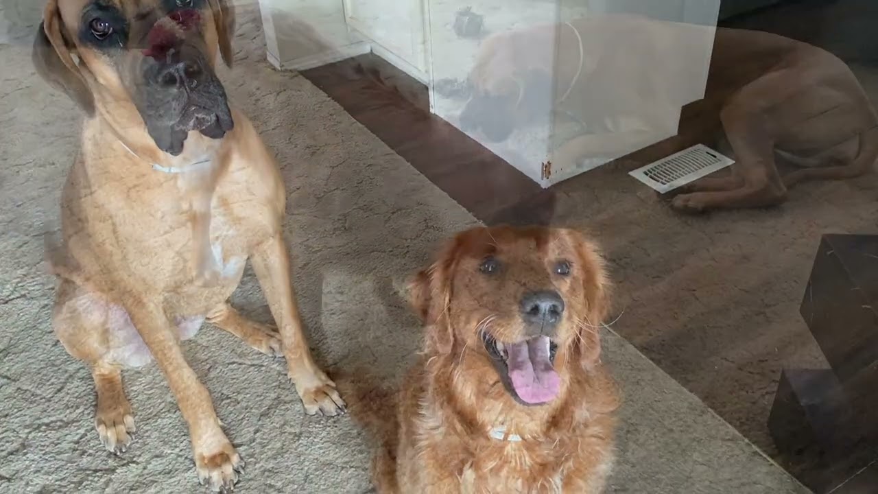 Dog Afternoon