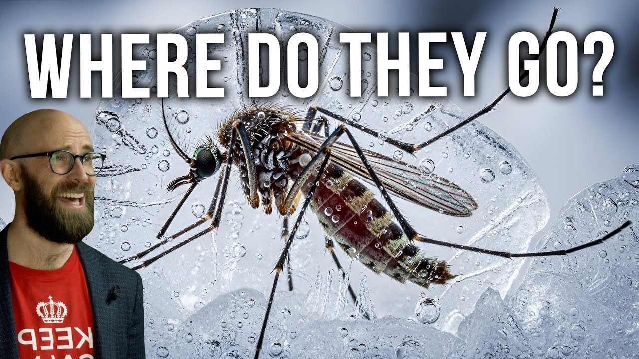 Where Do Insects Go in Winter?