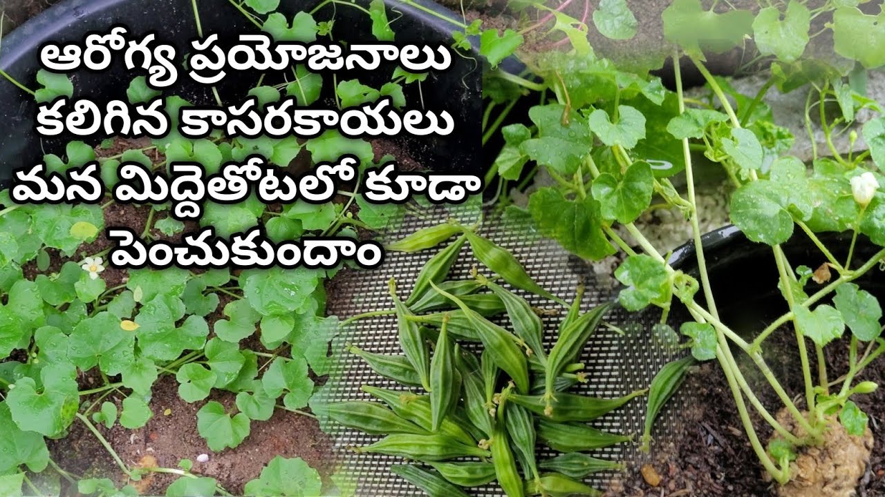How to grow kasarakayalu | Iron, Calcium, fiber, rich kasara #kasarakaya kasara kayalu