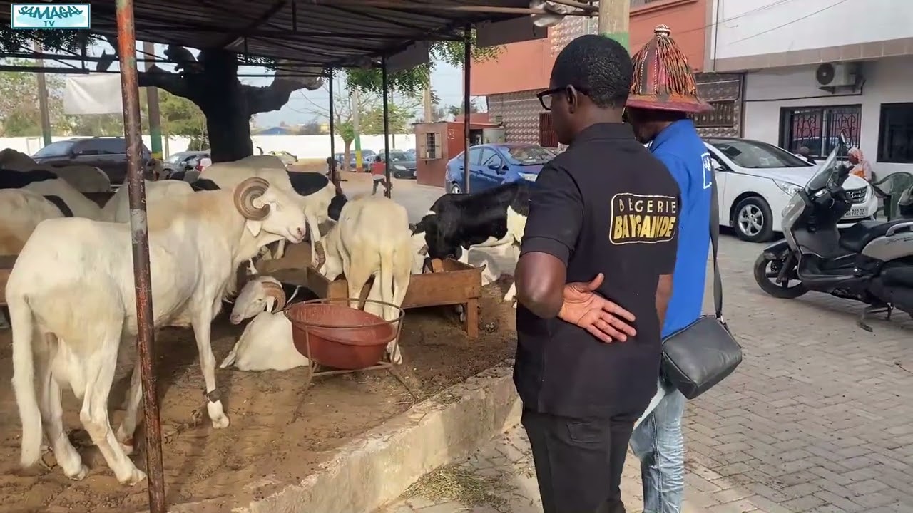 CAP SUR TABASKI BERGERIE BAYE GAINDE
