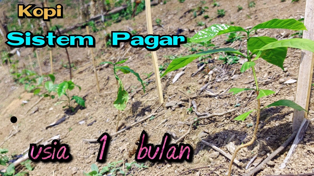 melihat pertumbuhan Kopi Sistem Pagar usia 1 bulan
