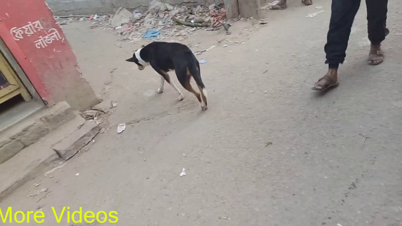Street Dog Are Awesome - Street Dog Vlog 1 - US TV Dog Documentary - NEW Dog Fails Compilation