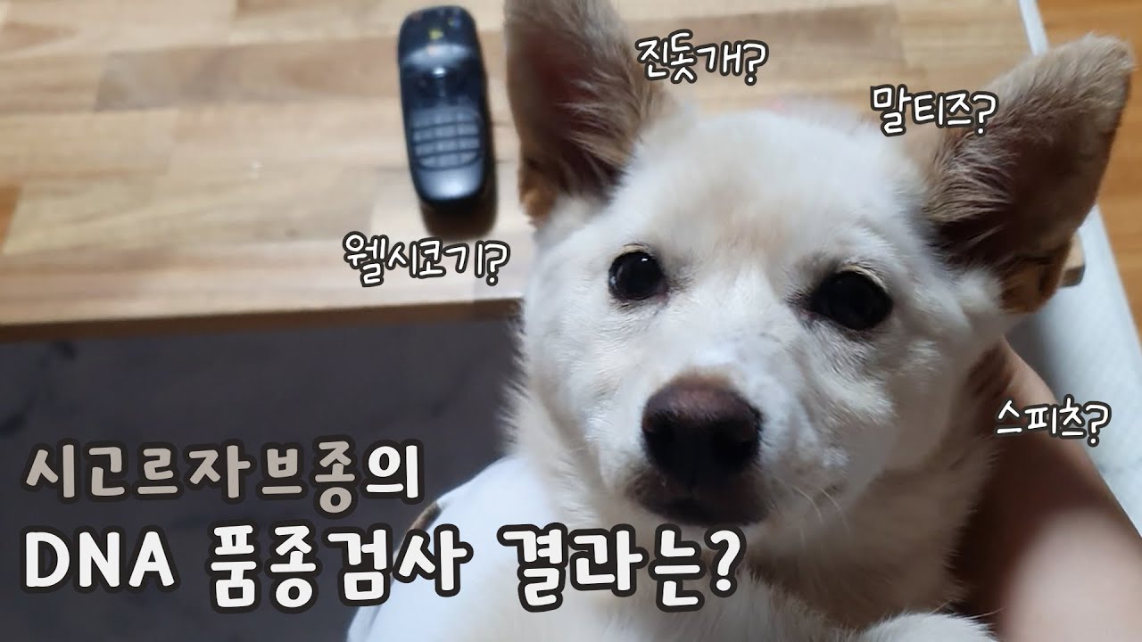 시골똥개가 DNA 유전자검사를 하면 뭐가 나올까??