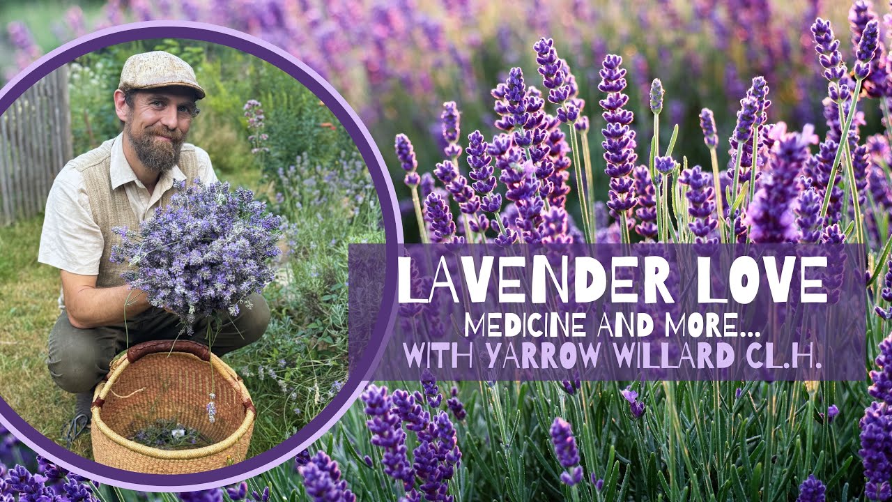 Lavender Love - Medicine and More... with Herbalist Yarrow Willard