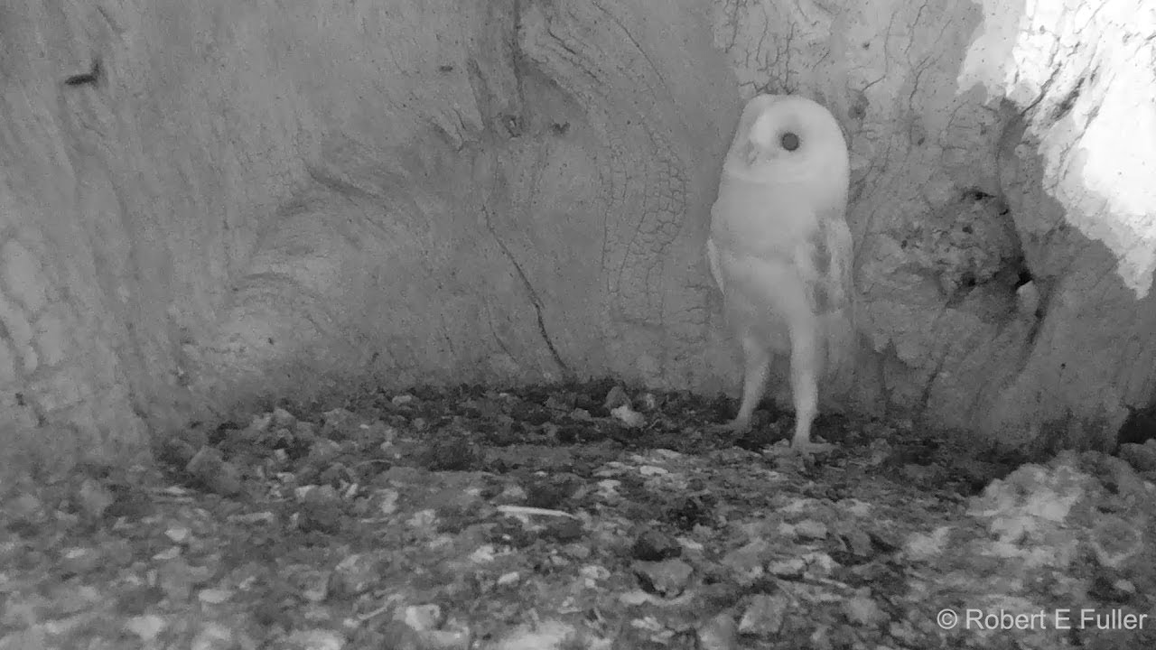 Barn Owl Hears Thunder for the First Time | Discover Wildlife | Robert E Fuller