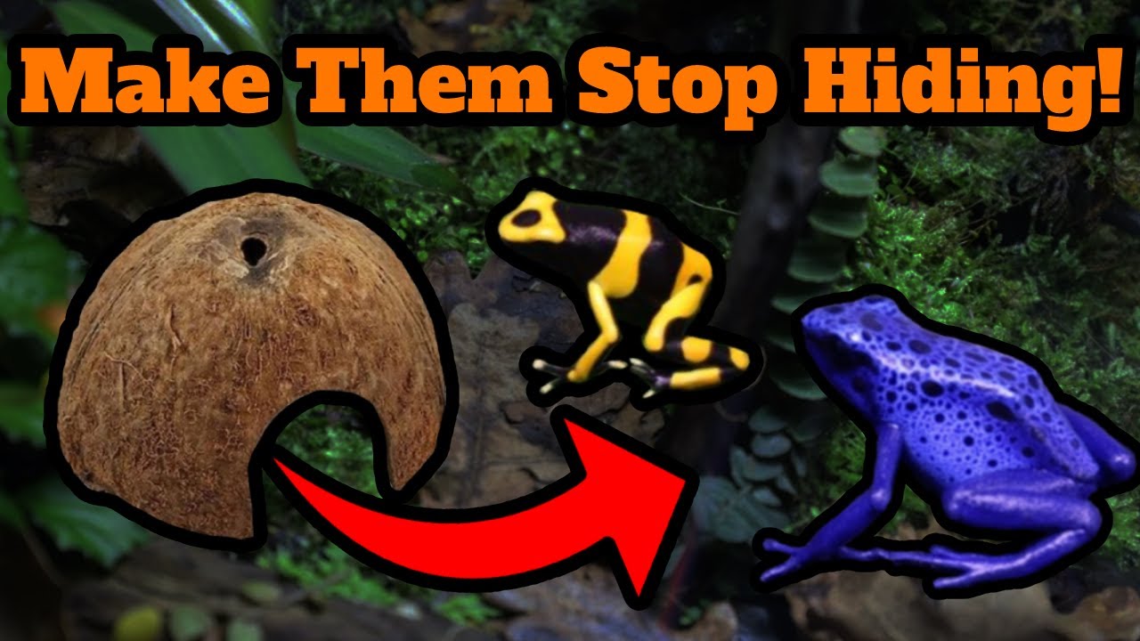 Are Your Pet Frogs Shy? Watch This!