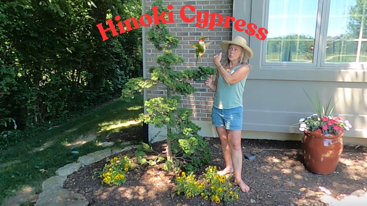 Hinoki Cypress tree of the week