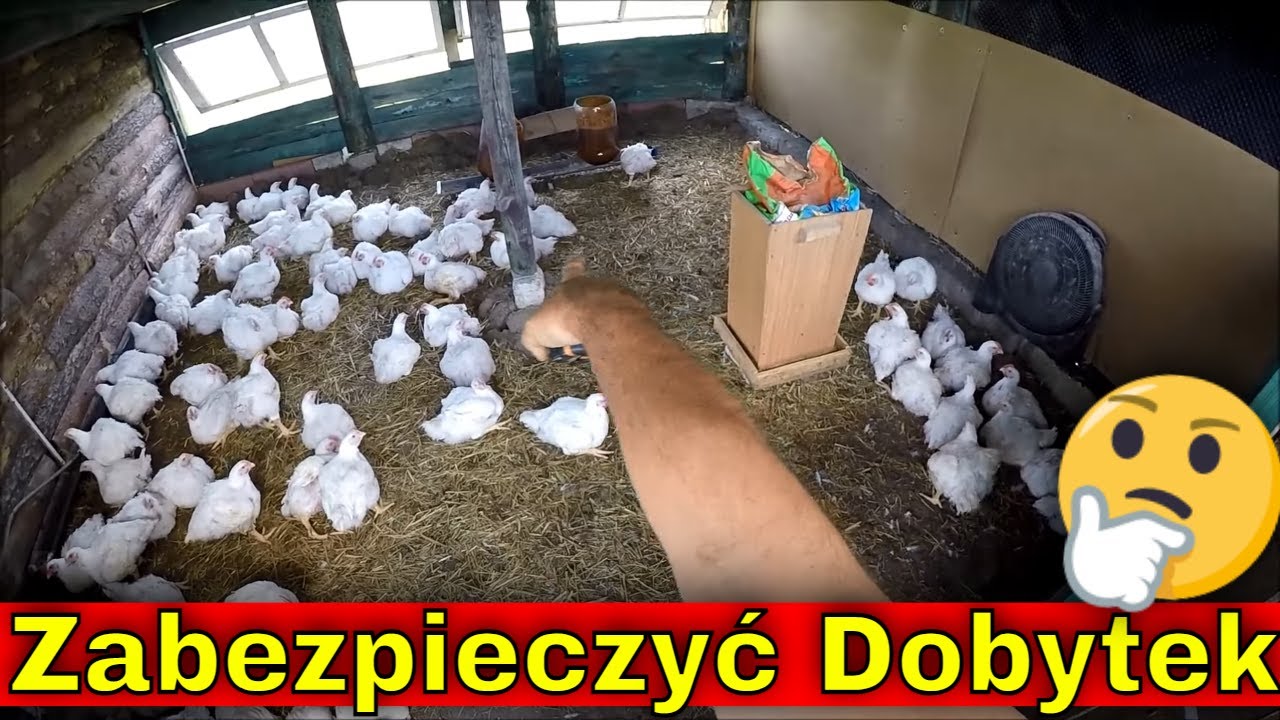 Zabezpieczam Brojlery przed Lisem. | Zakup Pszenicy. | Pomidory na 1 pęd czy 2 pędy?