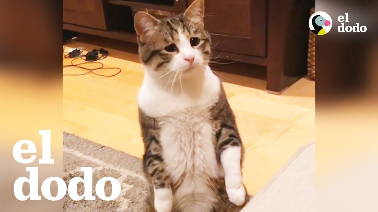 Este gato siempre se ve triste pero en realidad es muy feliz