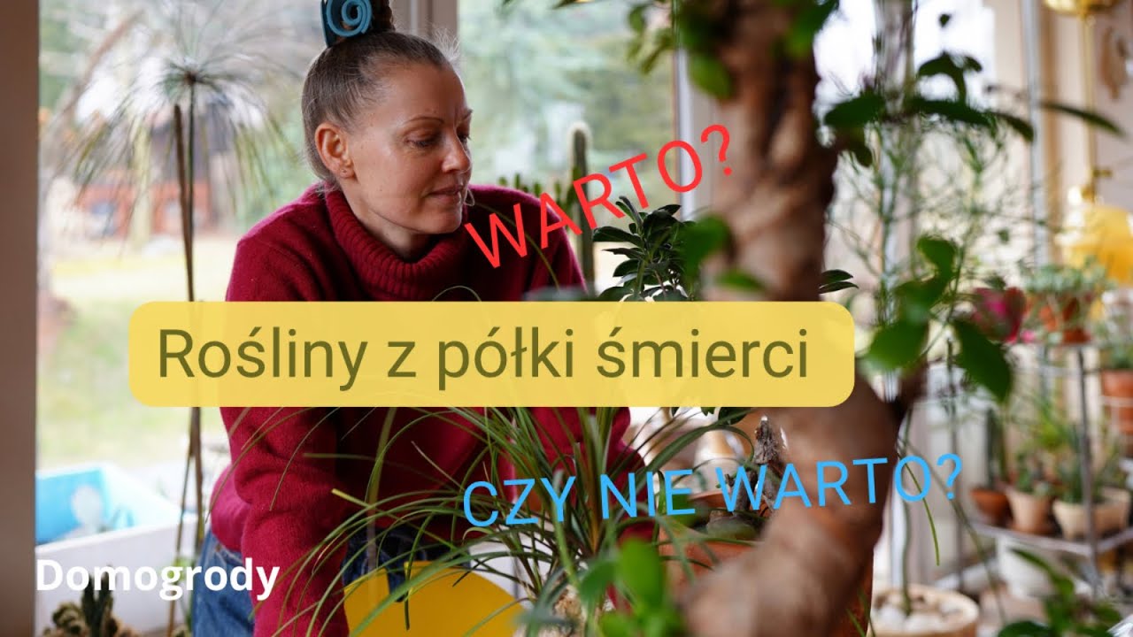 Rośliny z półki śmierci, warto czy nie warto? #roślinydoniczkowe  #plants