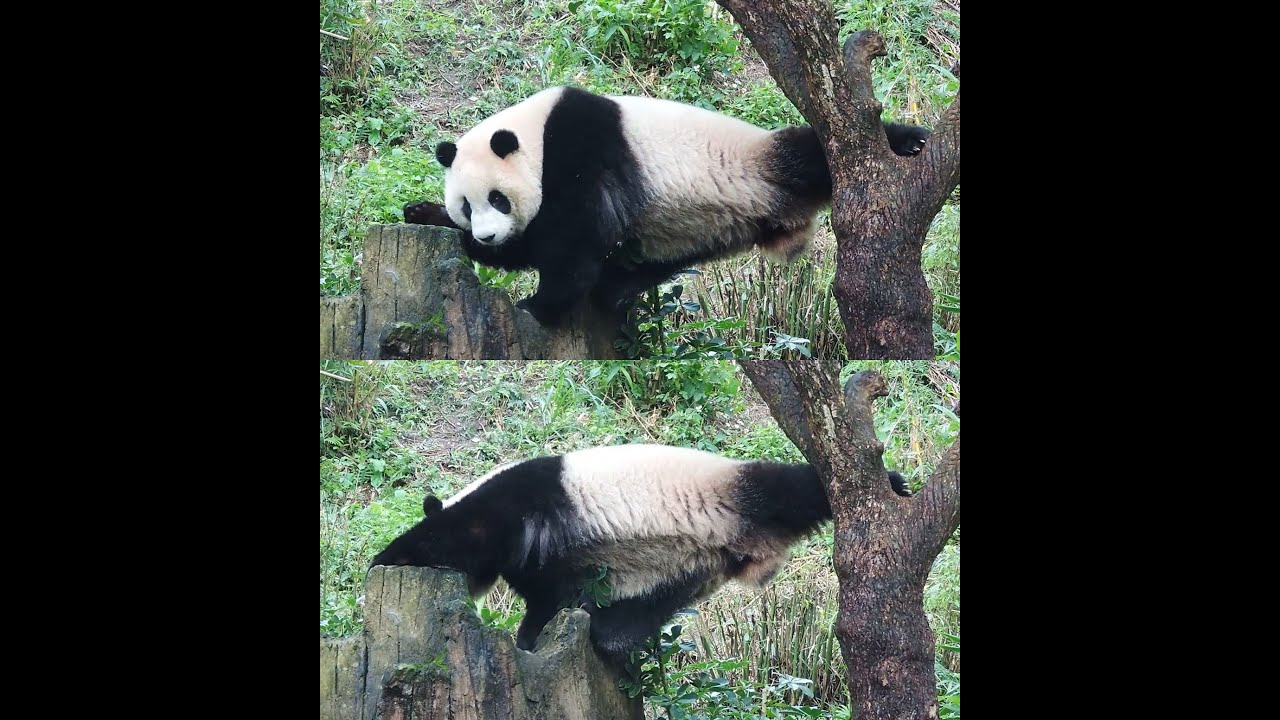 20160124-1 圓仔滿場找食物 跨越樹洞好辛苦 Giant Panda Yuan Zai