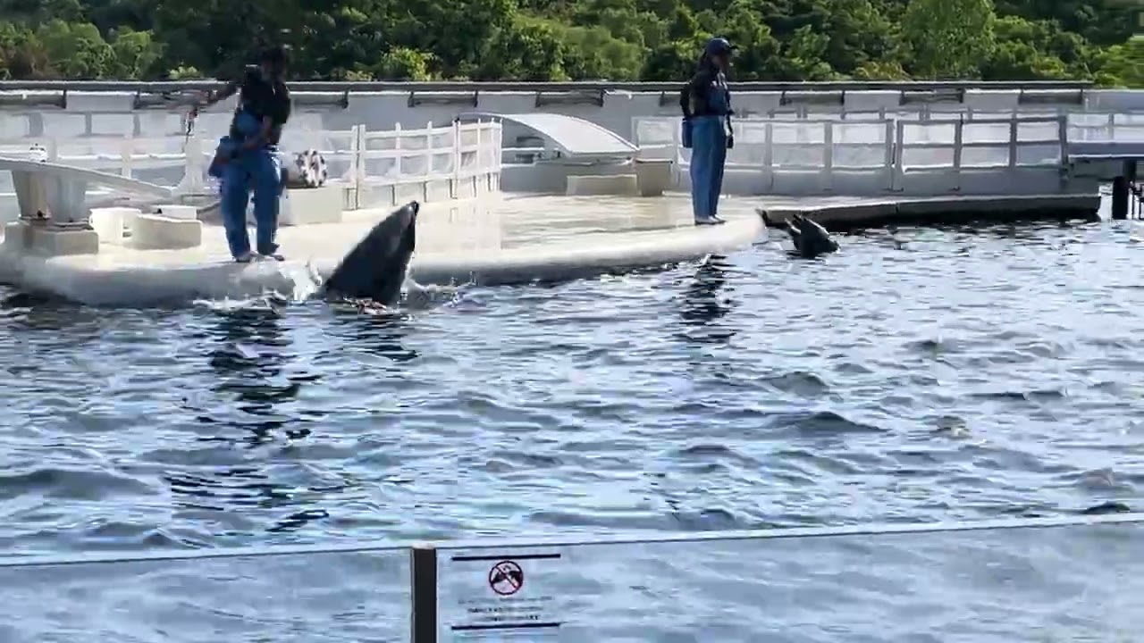 イルカのがっこう(体育の時間)@京都水族館