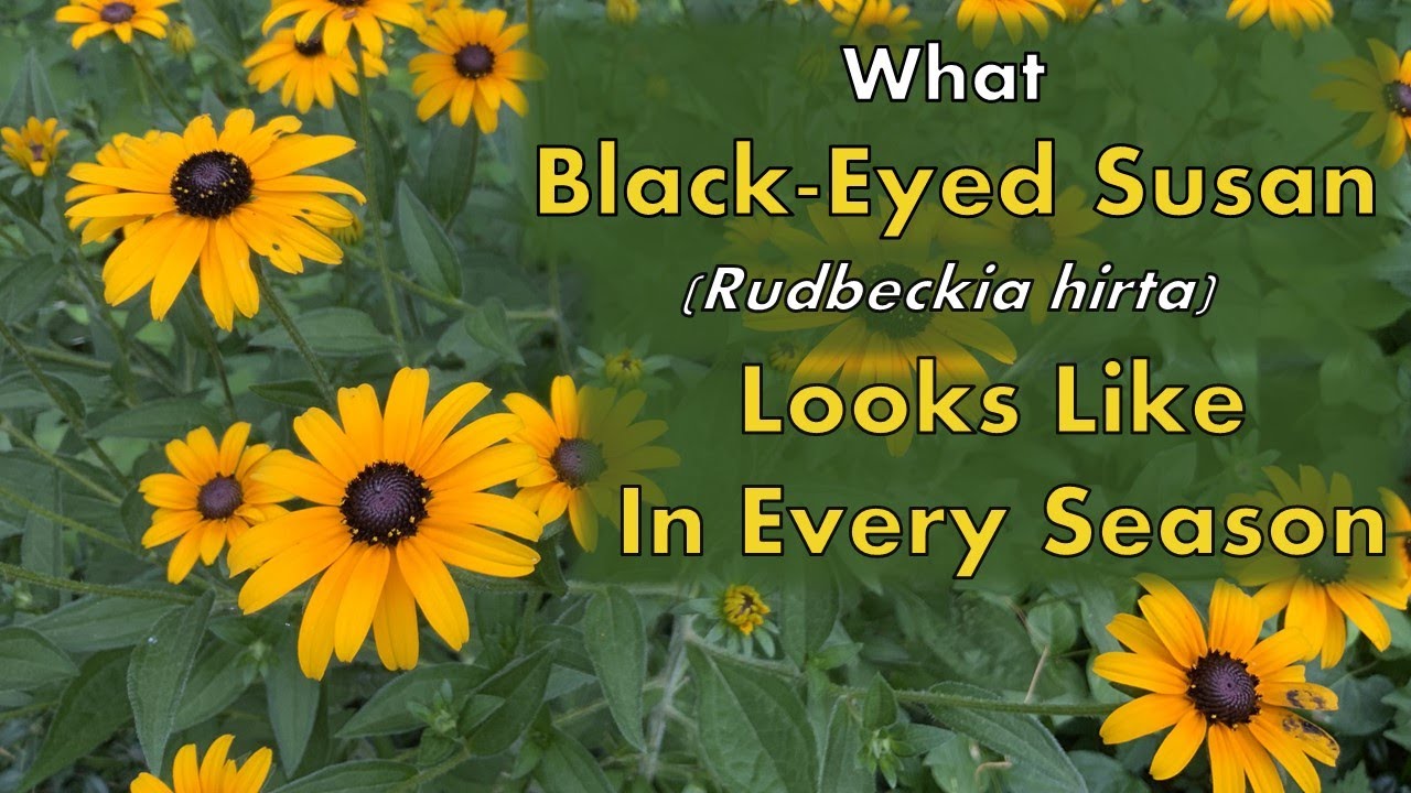 Как выглядят черноглазые рудбекии (Rudbeckia hirta) в зависимости от сезона
