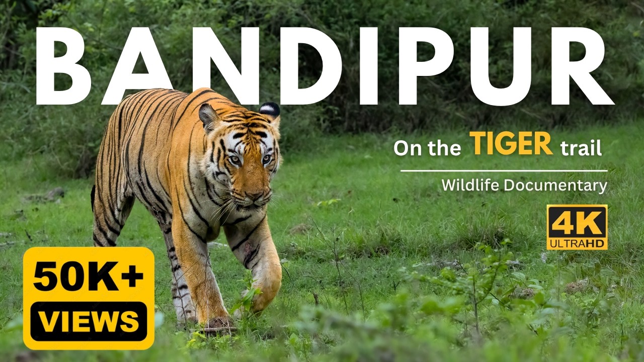 On the Tiger trail | Bandipur Tiger Reserve - Episode 1 | 4K UHD | Wildlife Documentary