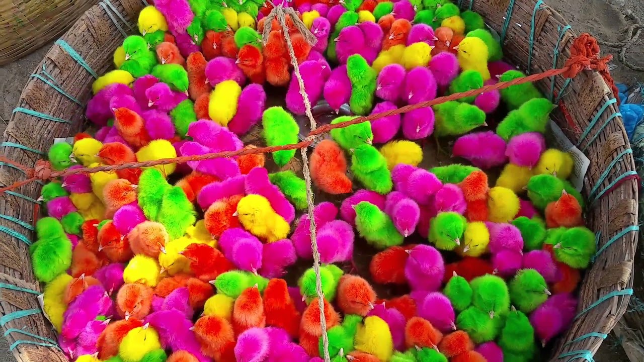 Wow Colorful chicks#Color chicks