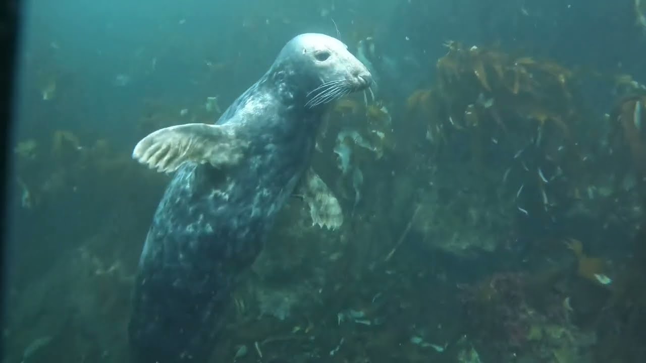 Scuba Diving Farne Islands Sep 2024