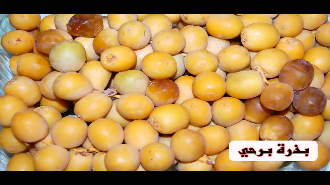 اصناف التمور في محافظة ديالى ألعراق