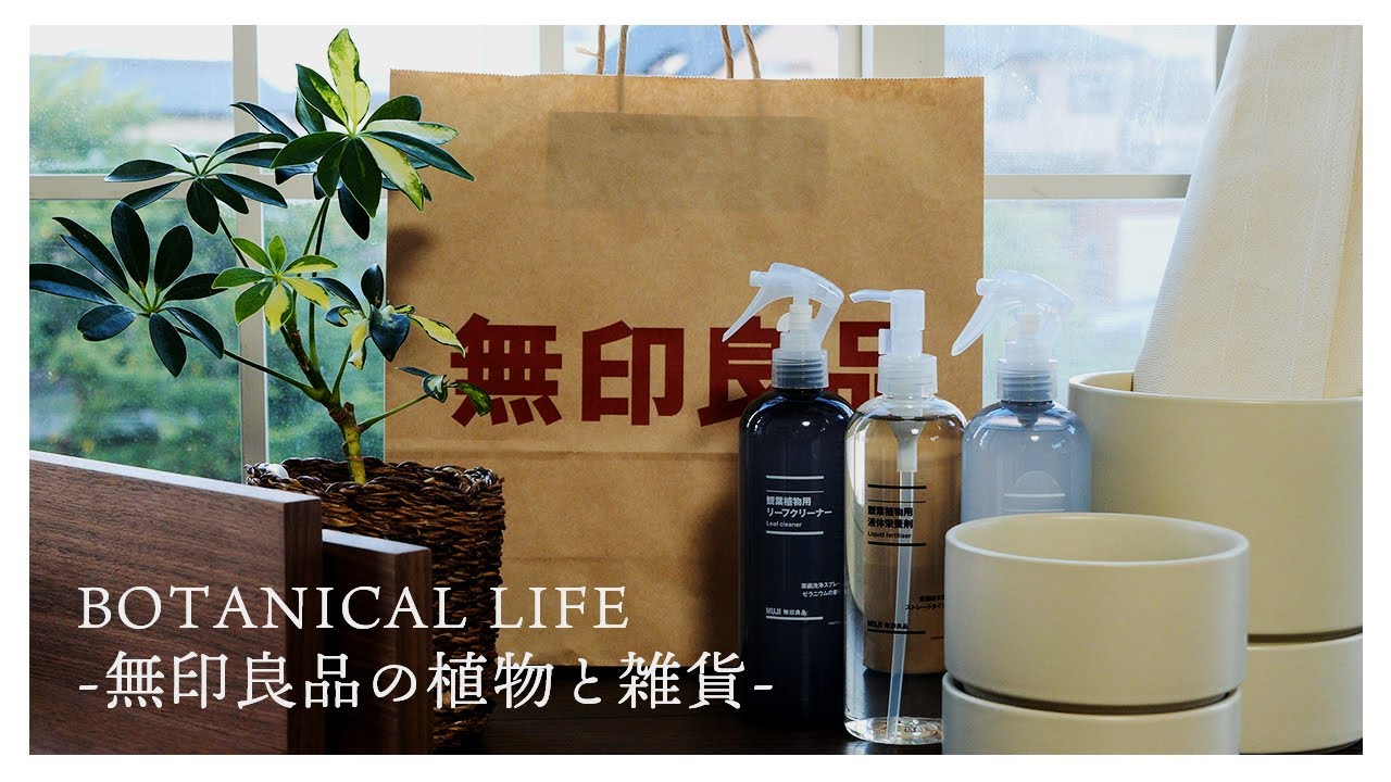 【無印良品】観葉植物とガーデン雑貨など買って良かったおすすめのアイテムをご紹介♪｜シェフレラ・トリネッティ