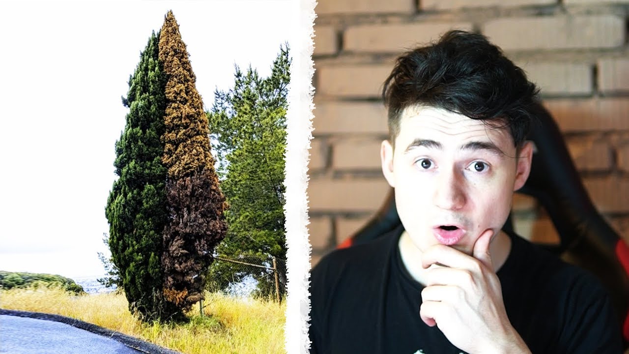 NAPŮL ŽIVÝ STROM!
