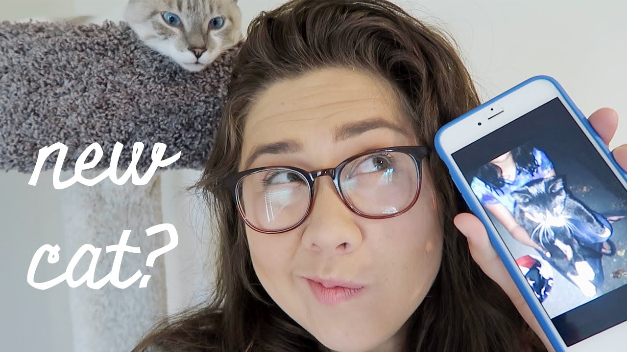 Getting A Second Cat?