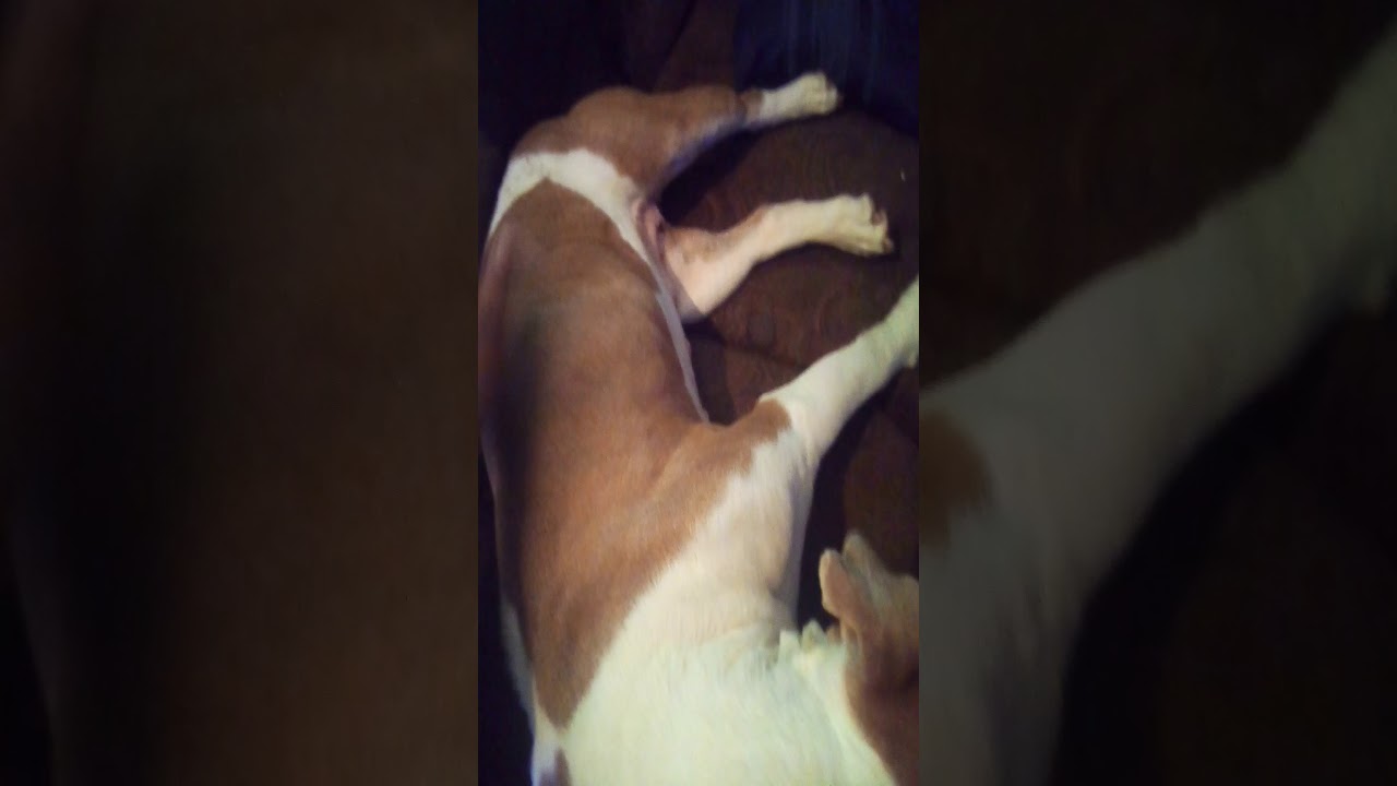 3 weeks pregnant pitbull