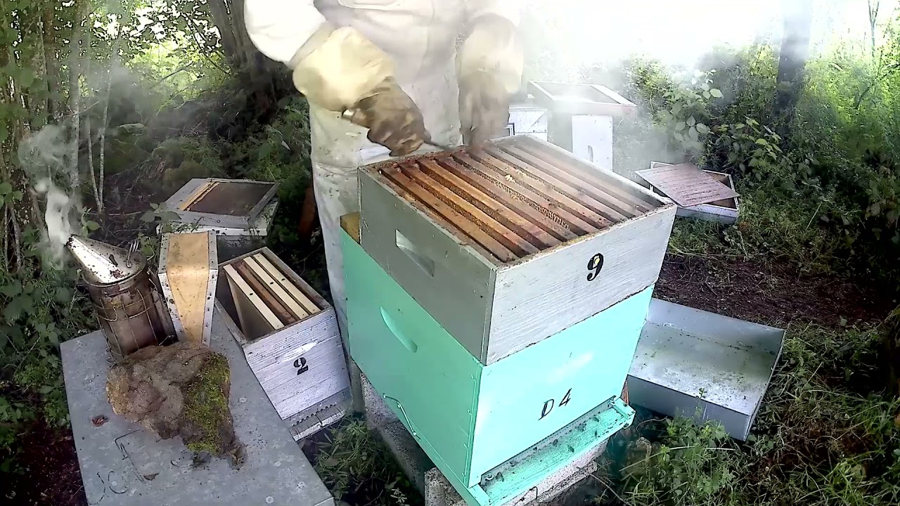 Apiculture en ruchettes: 2 essaims artificiels de 